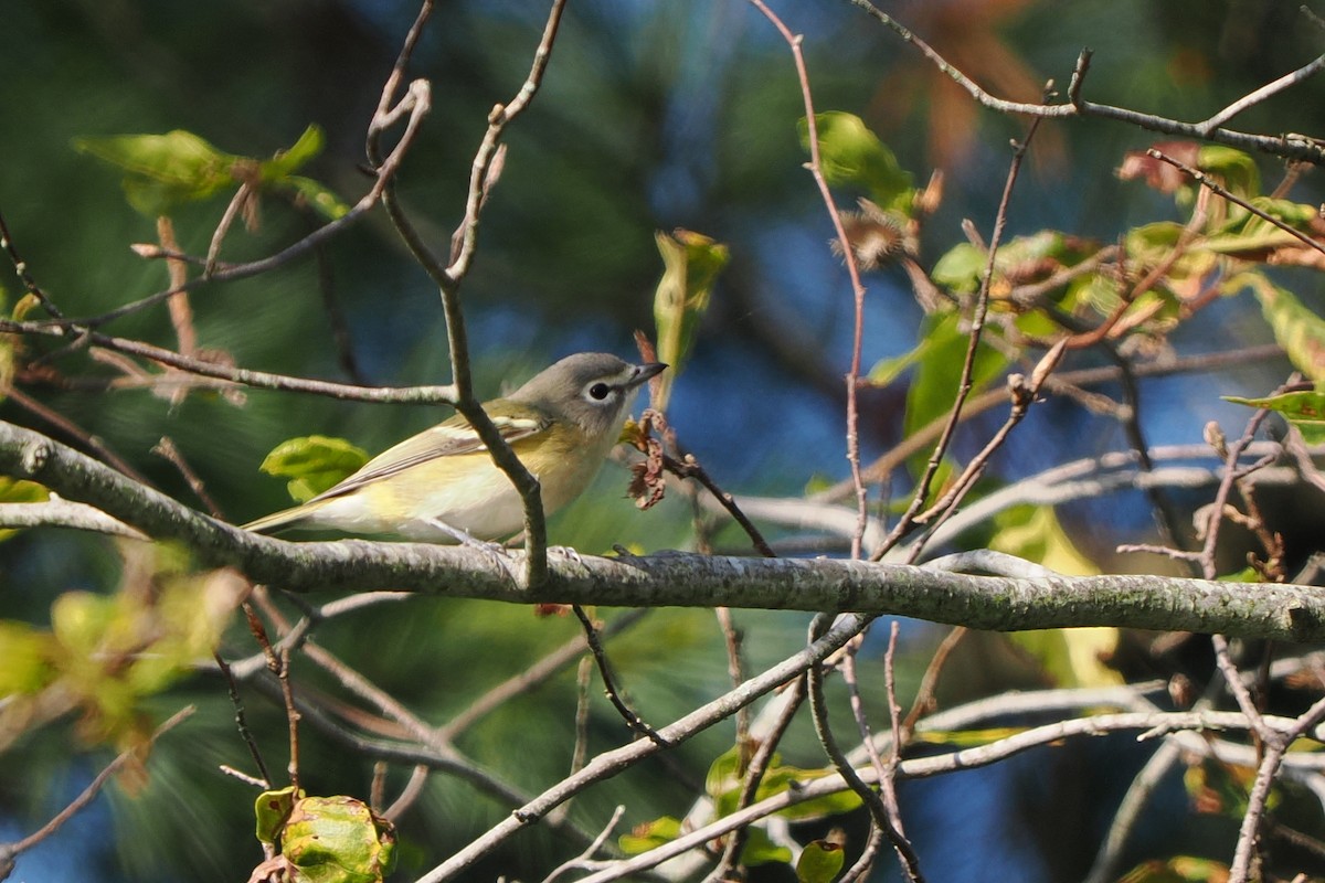Blue-headed Vireo - ML641798797