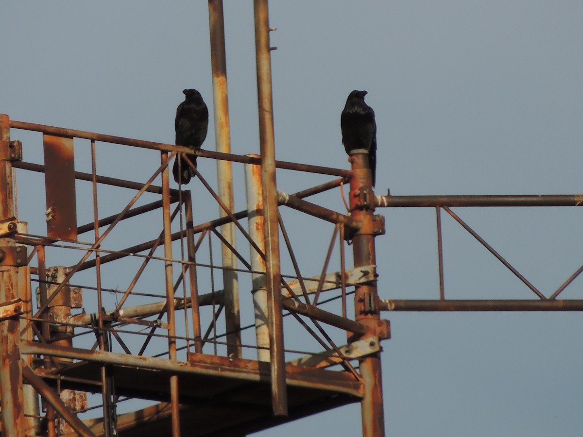 Common Raven - ML641798806