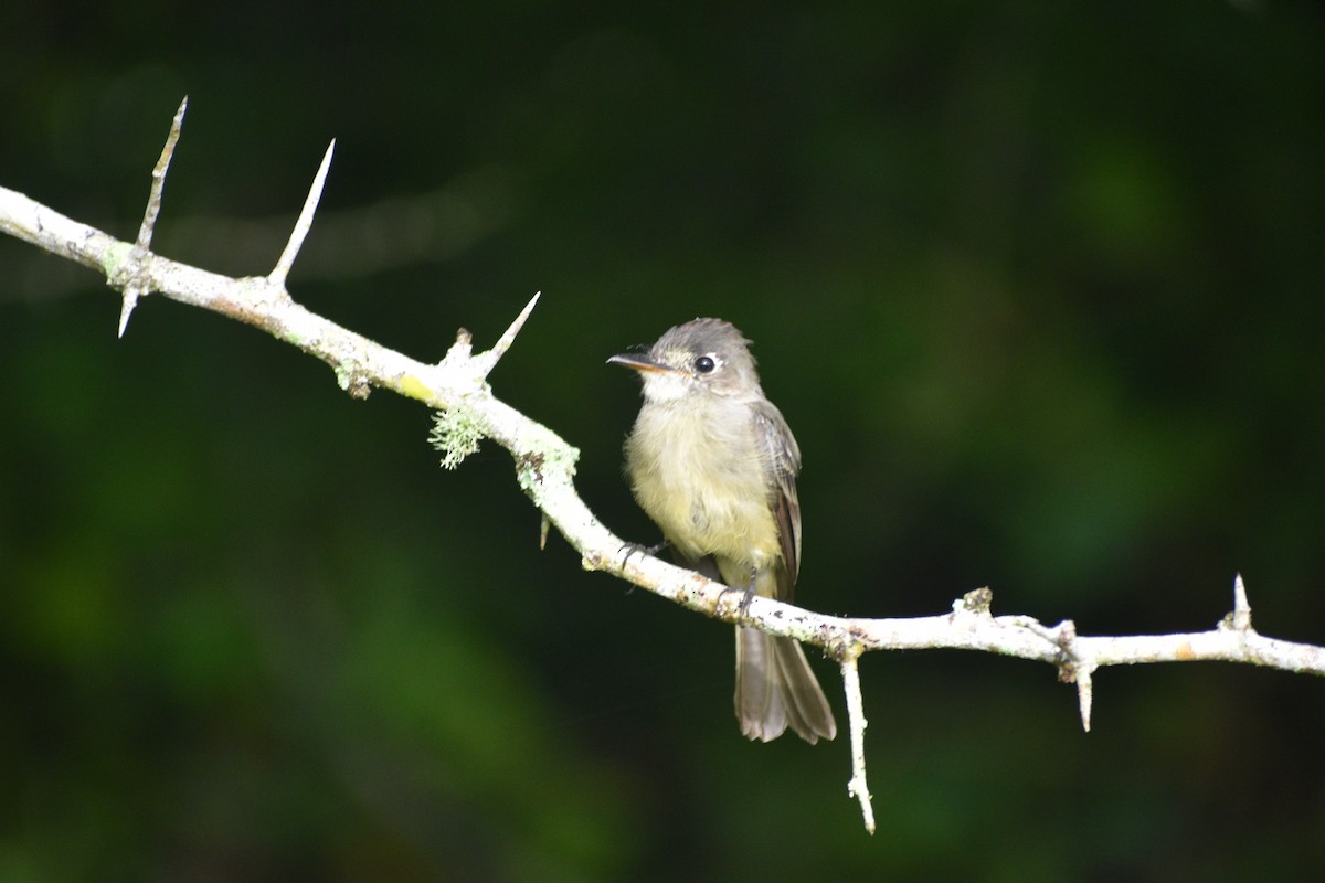 Cuban Pewee - ML641798868