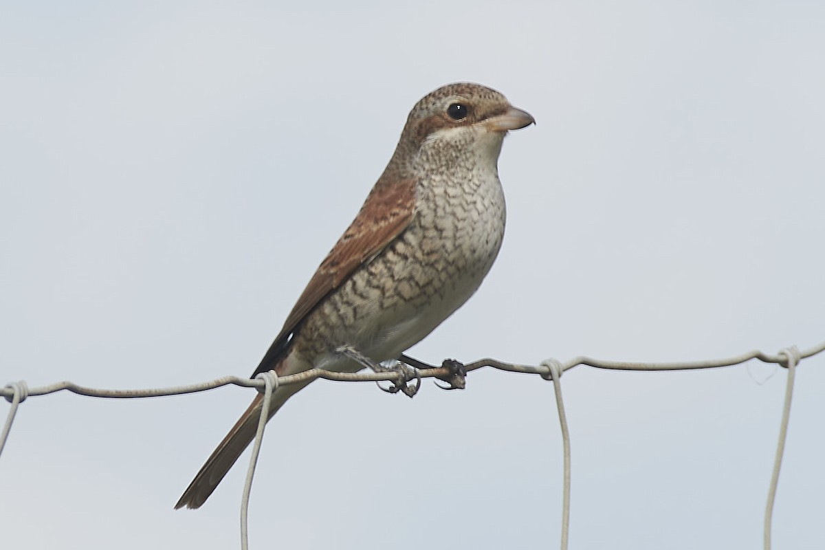 Red-backed Shrike - ML641798870