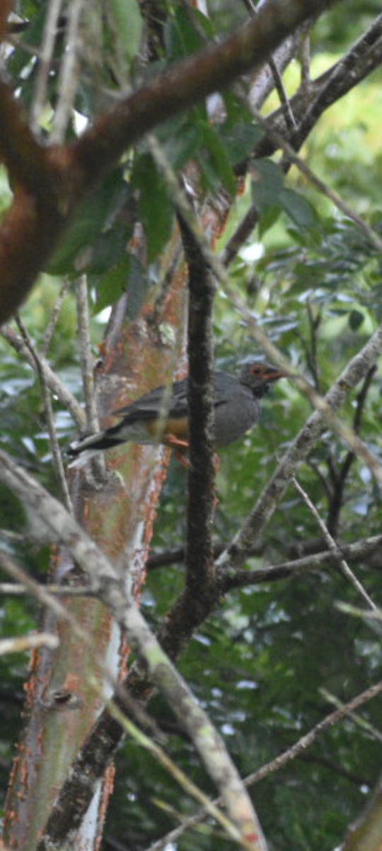 Red-legged Thrush - ML641798871