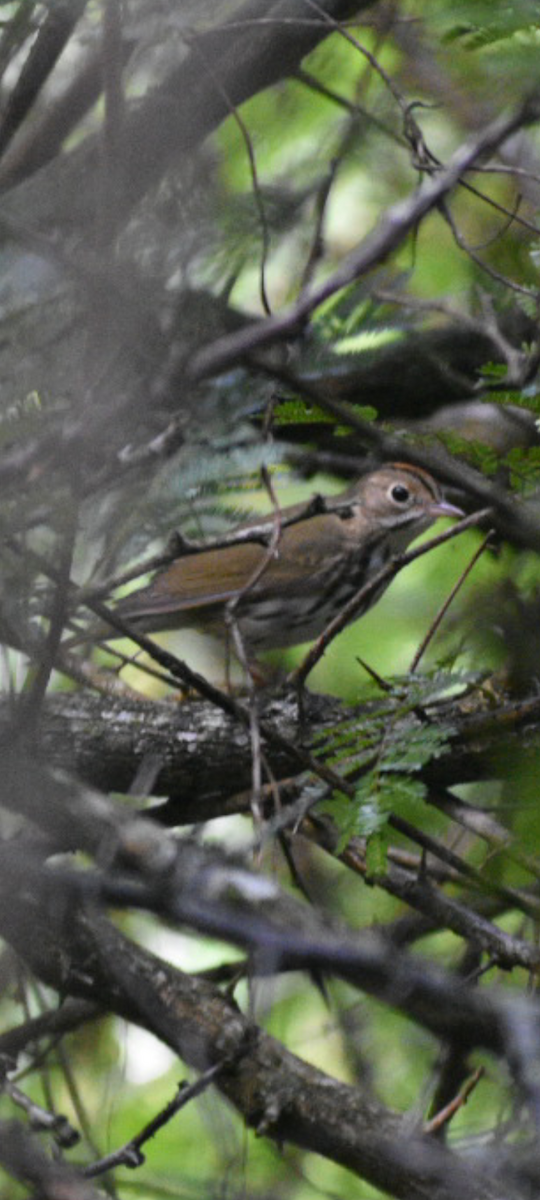 Ovenbird - ML641798874