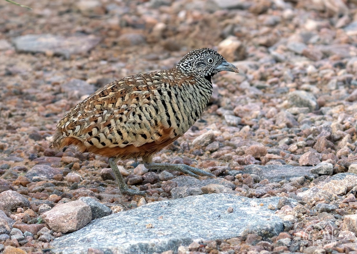 Barred Buttonquail - ML641798883