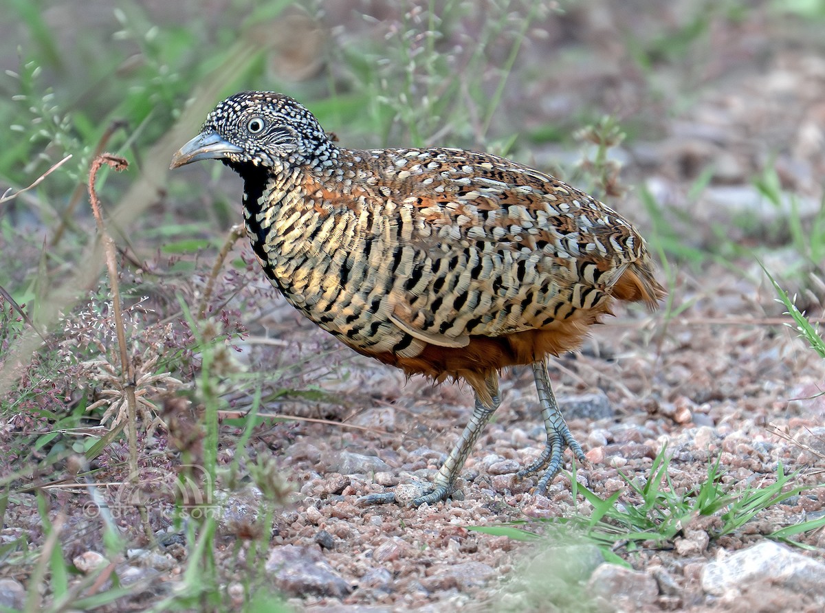 Barred Buttonquail - ML641798884