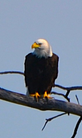 Bald Eagle - ML641798885