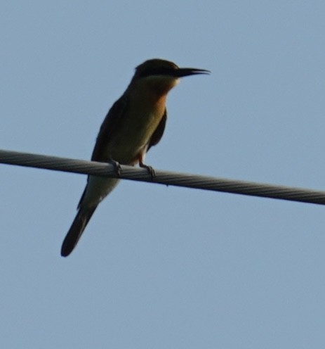 Asian Green Bee-eater - ML641798886
