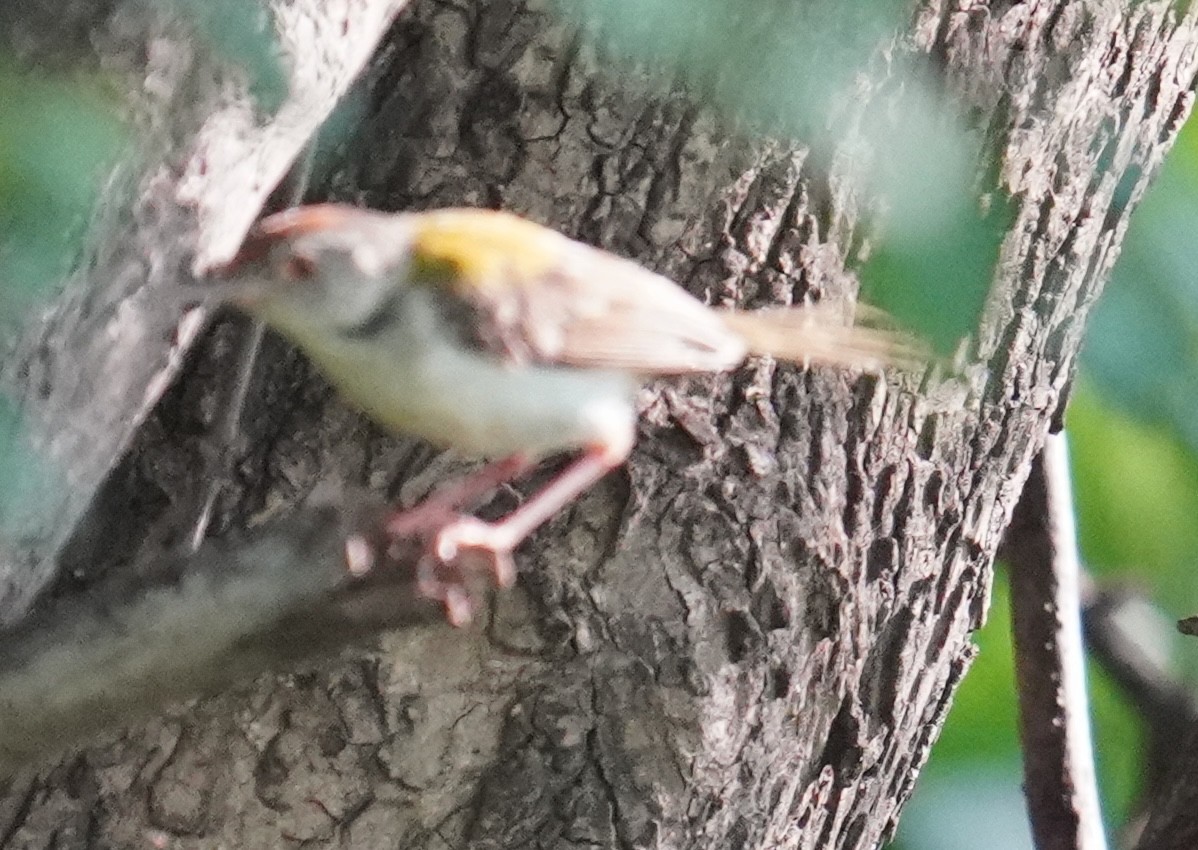 Common Tailorbird - ML641798899