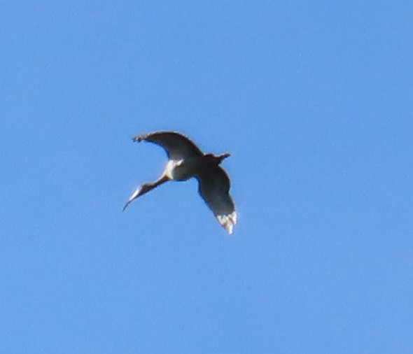 Corocoro Blanco - ML641798901