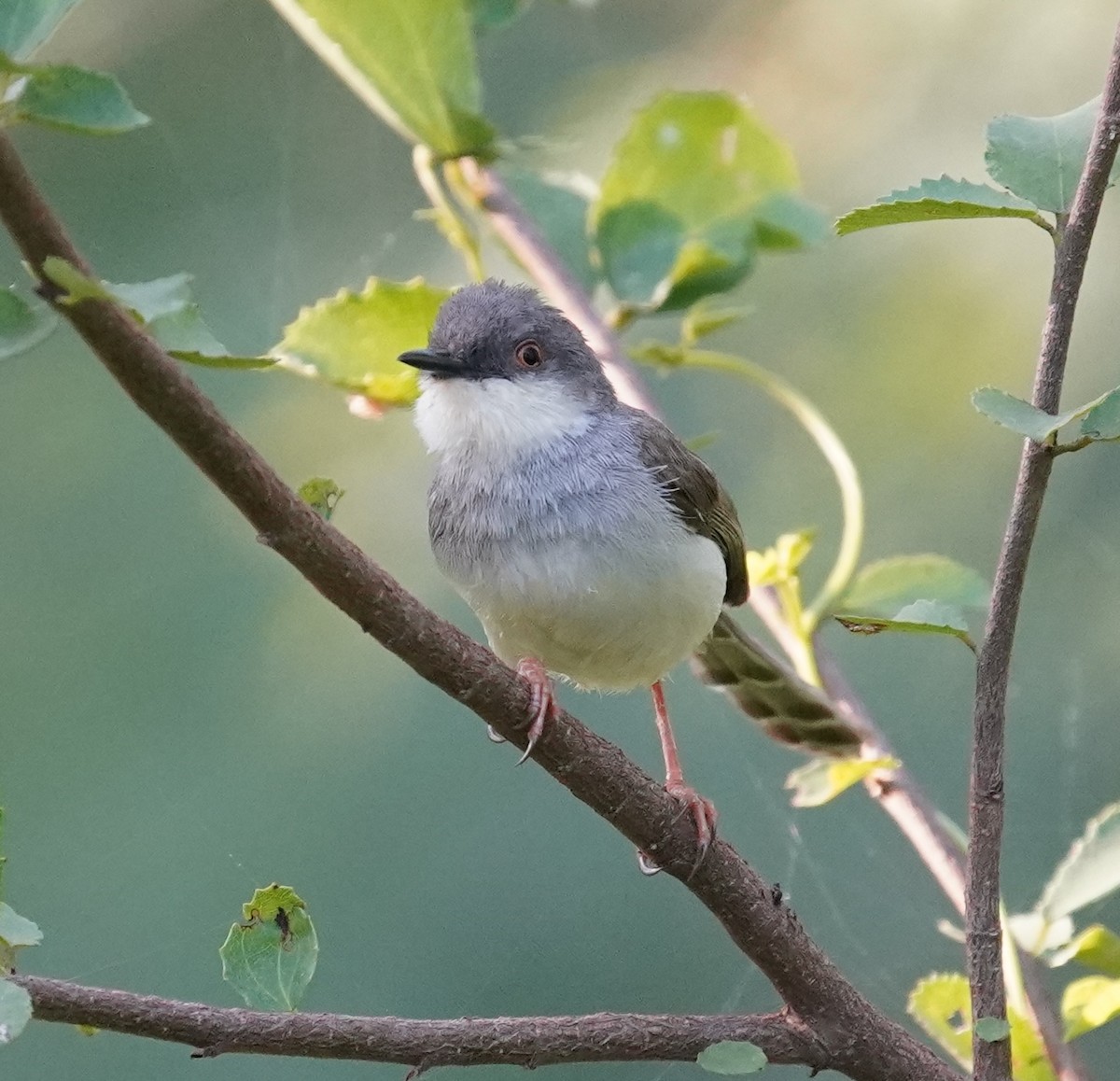 Gray-breasted Prinia - ML641798903