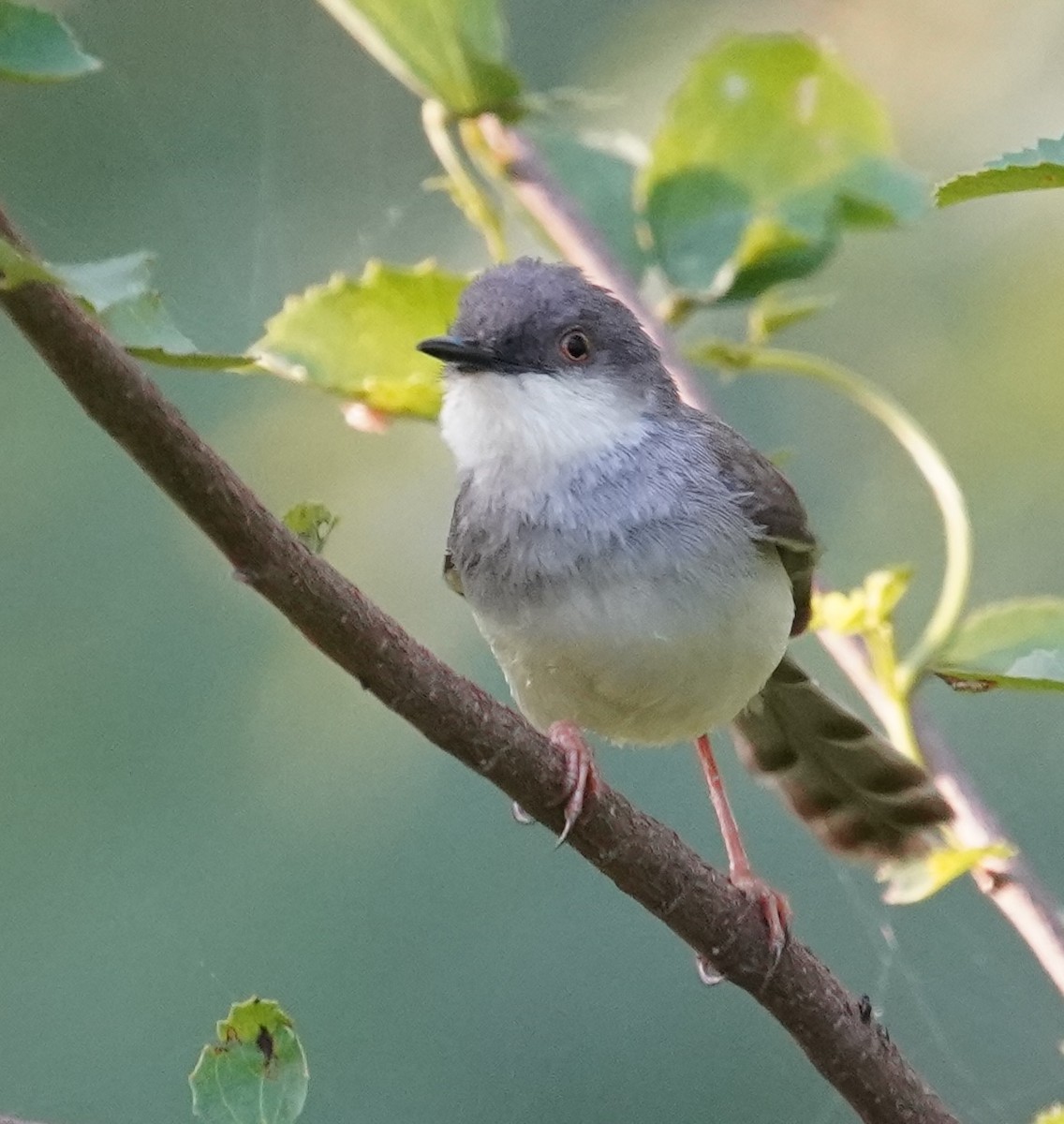 Gray-breasted Prinia - ML641798904