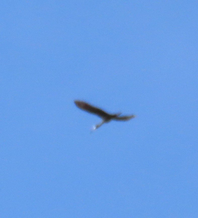 Corocoro Blanco - ML641798907