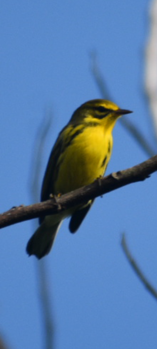 Prairie Warbler - ML641798916