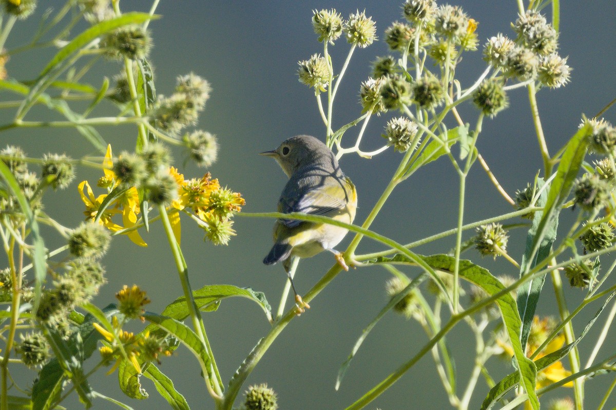 Nashville Warbler - ML641798922
