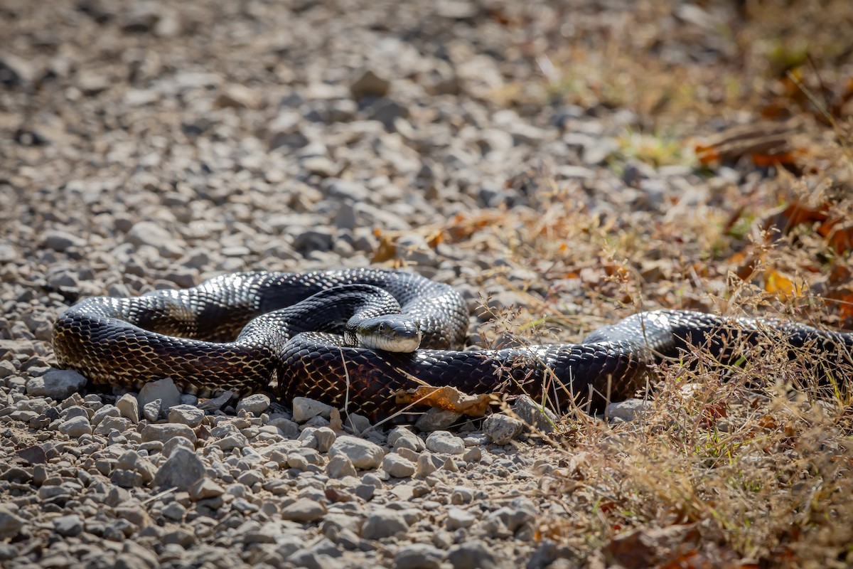 Gray Ratsnake - ML641798926