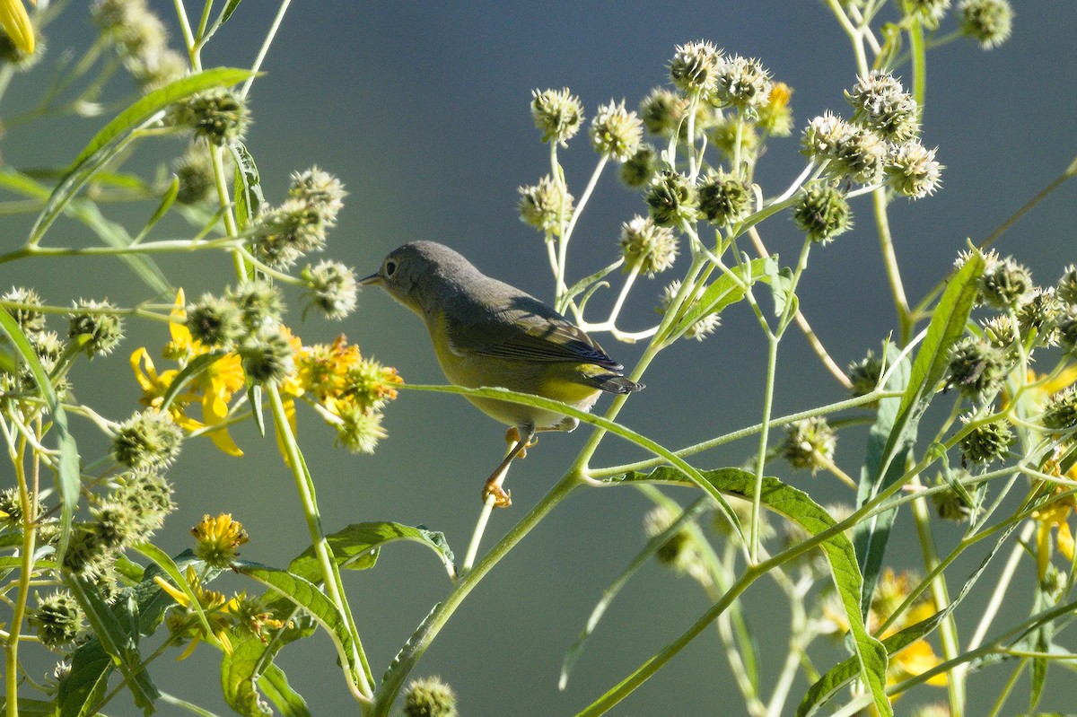 Nashville Warbler - ML641798927