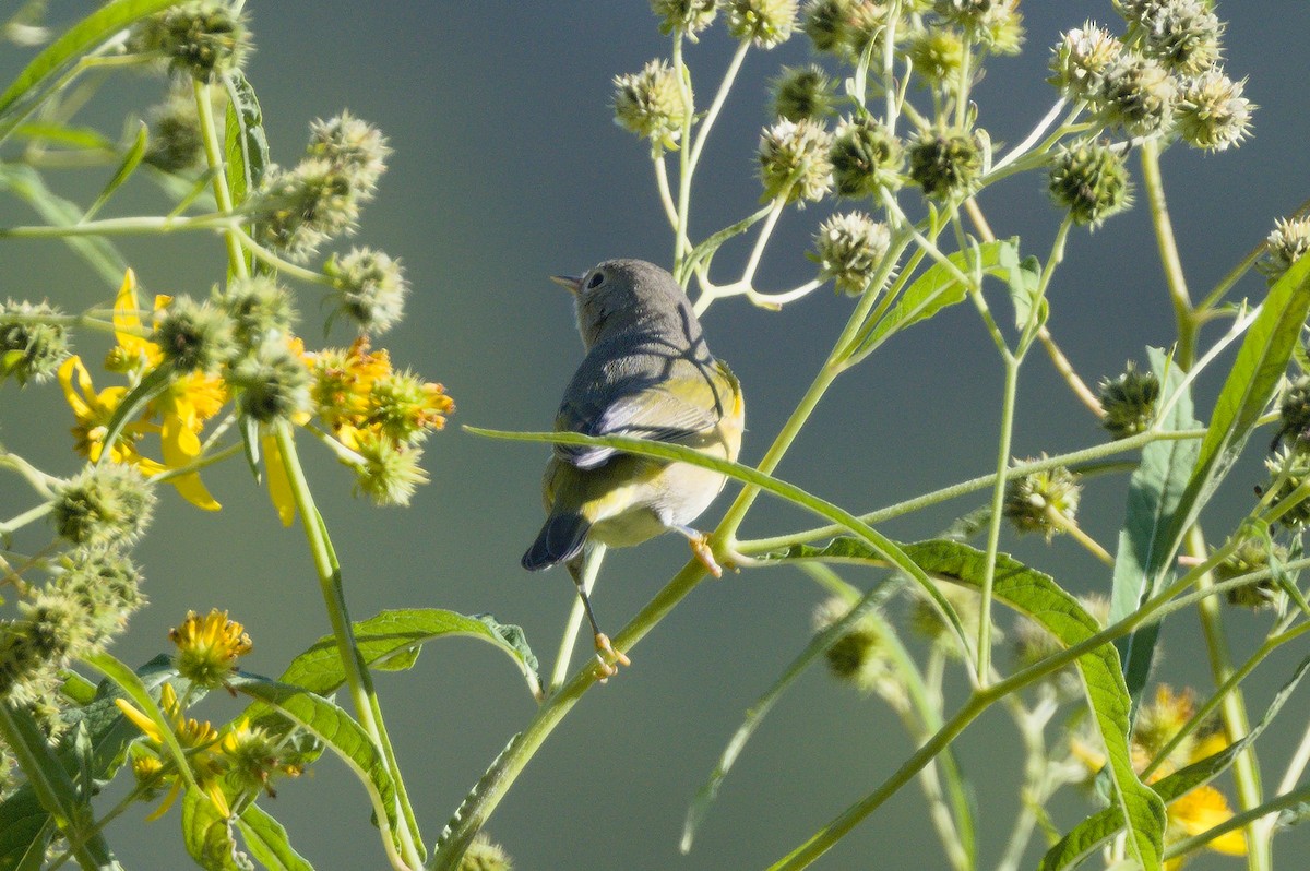 Nashville Warbler - ML641798941