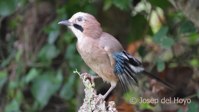 Eurasian Jay (Eurasian) - ML641798946