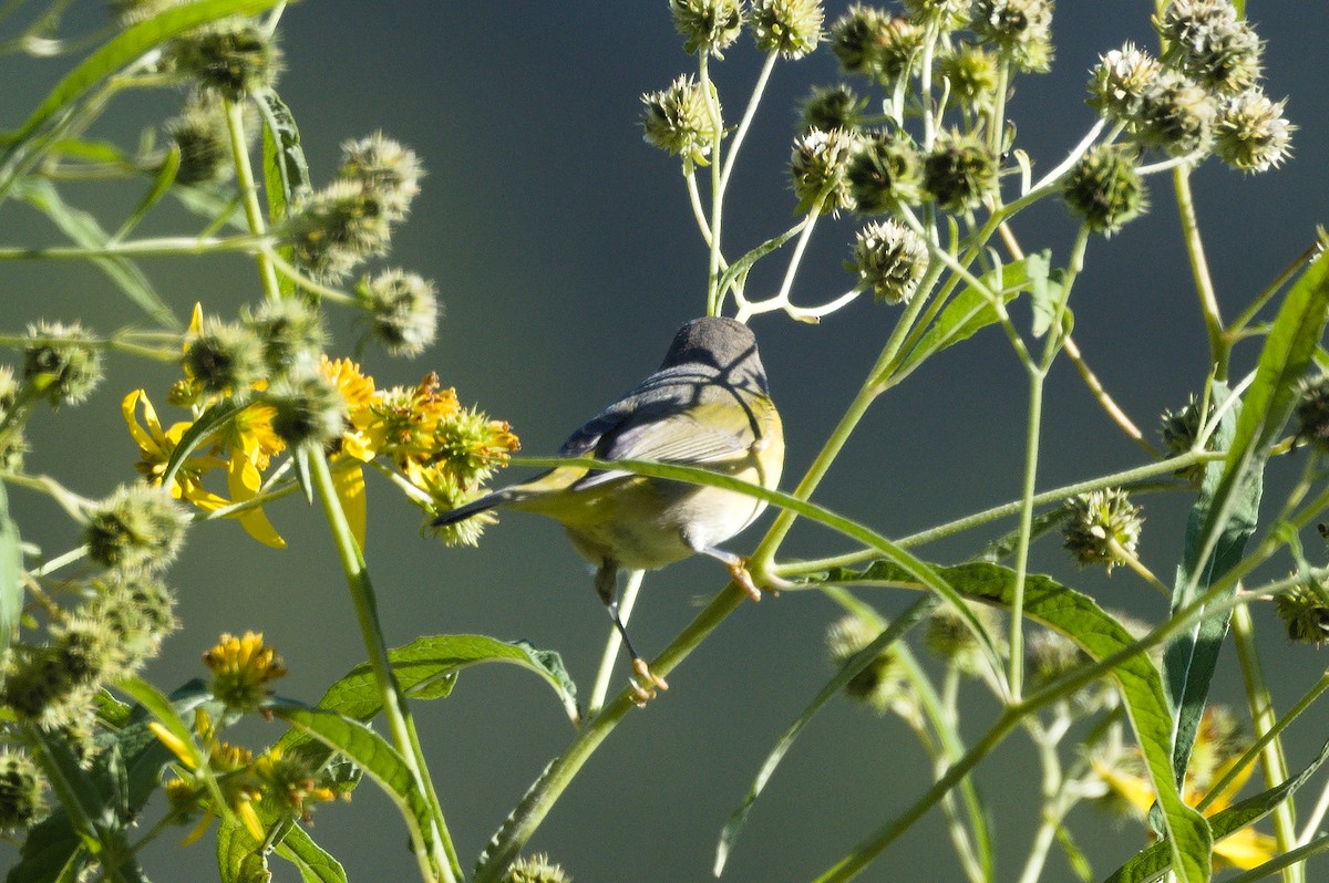 Nashville Warbler - ML641798948