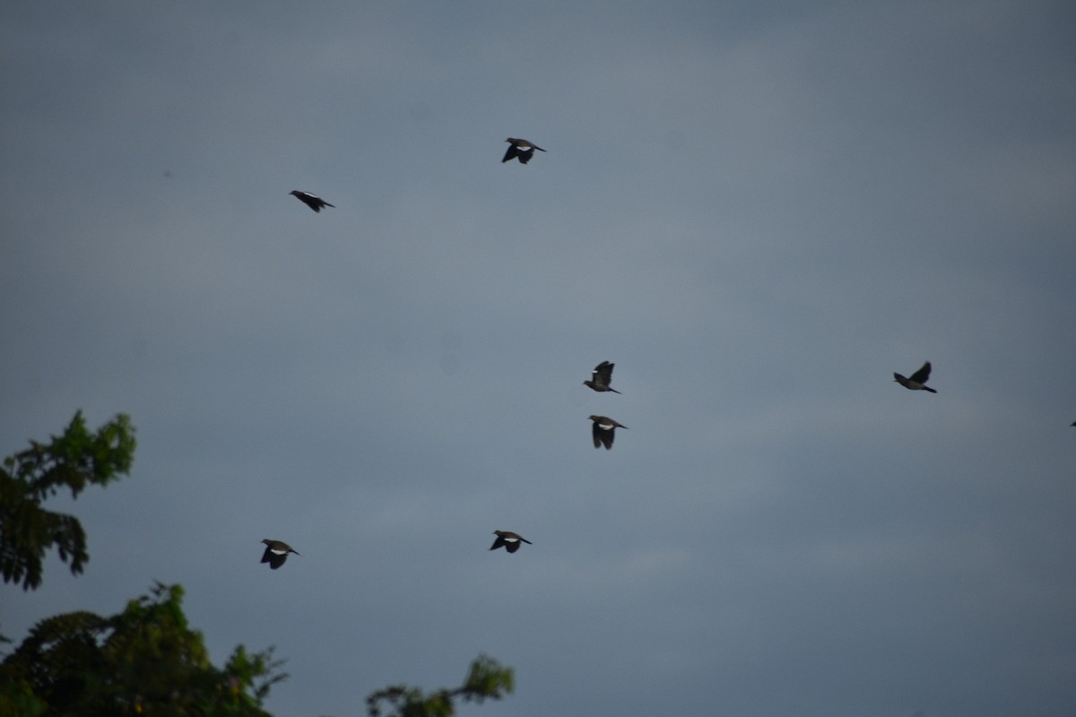 White-winged Dove - ML641798951