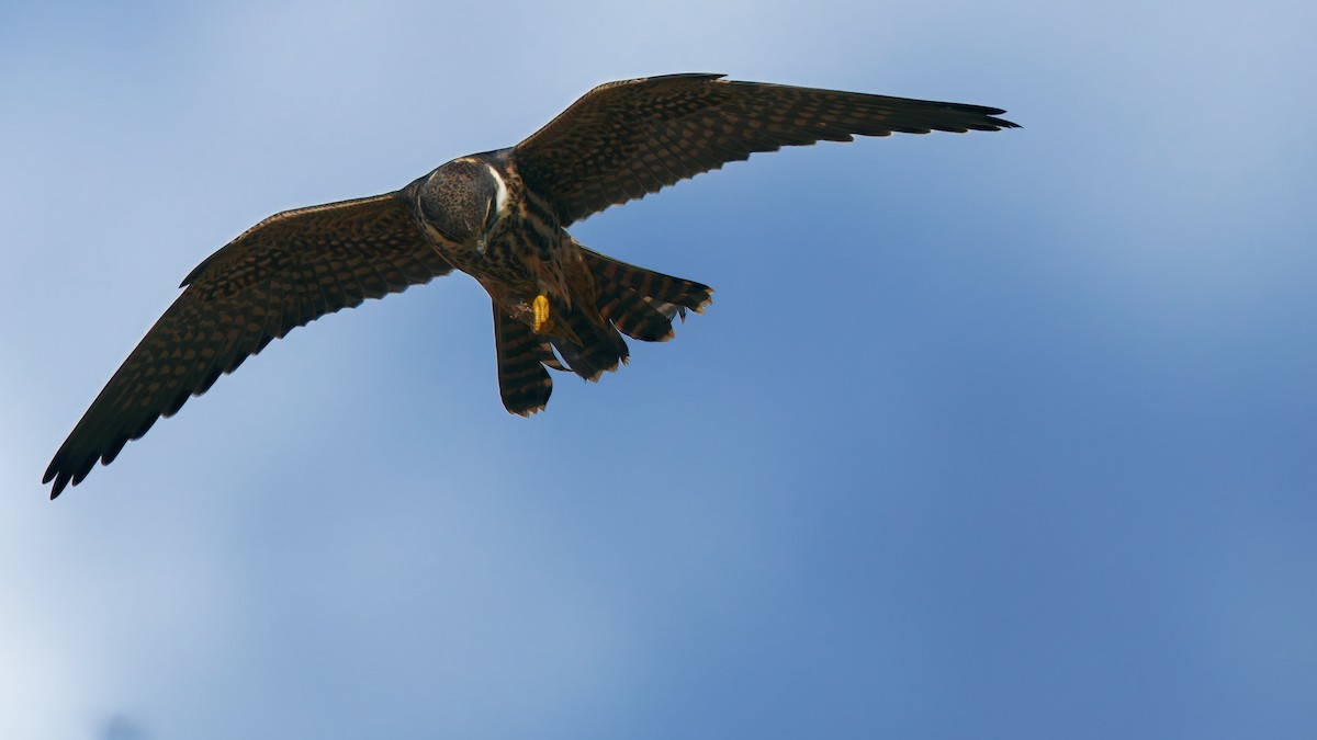 Eurasian Hobby - ML641798952