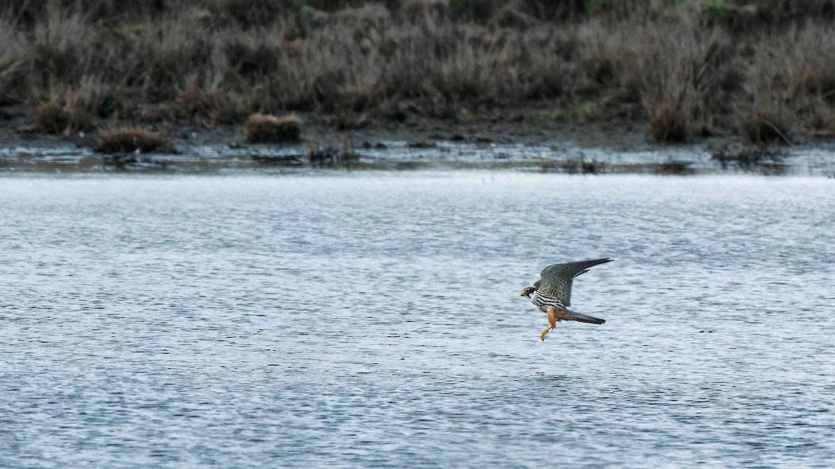 Eurasian Hobby - ML641798953