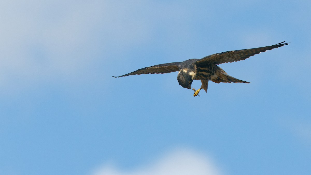 Eurasian Hobby - ML641798954