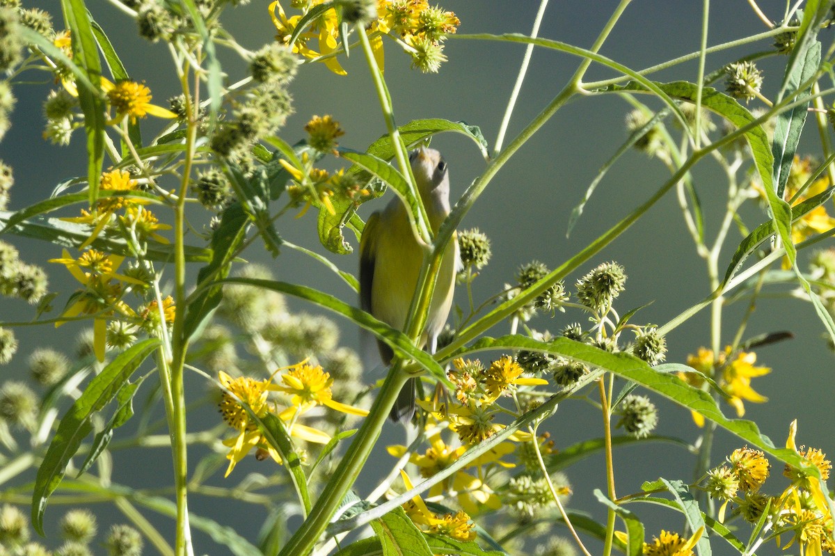 Nashville Warbler - ML641798961