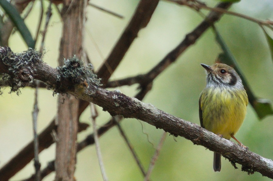 Eared Pygmy-Tyrant - ML641798962