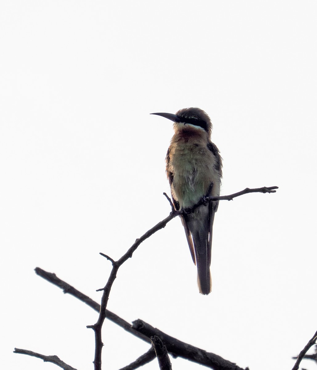 Blue-tailed Bee-eater - ML641798965