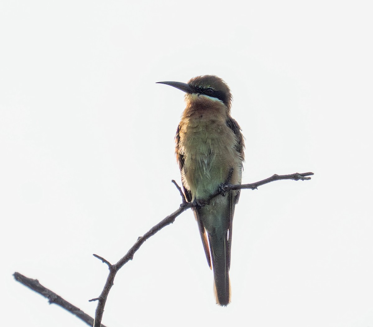Blue-tailed Bee-eater - ML641798967