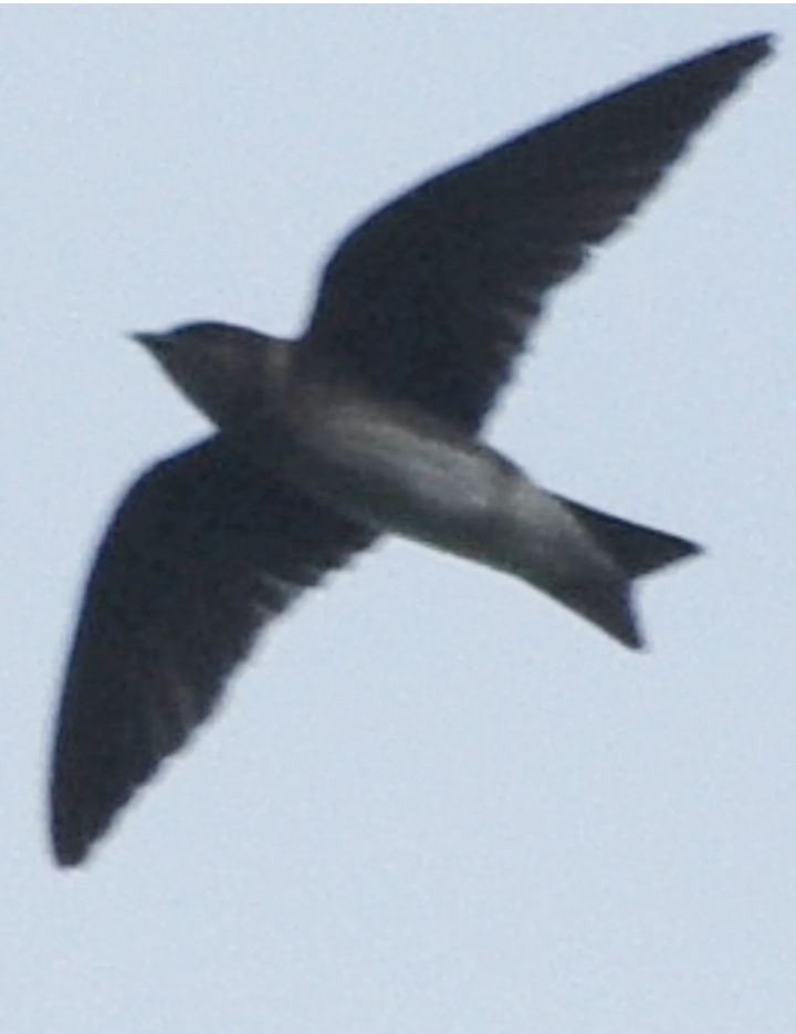 Purple Martin - ML641798968