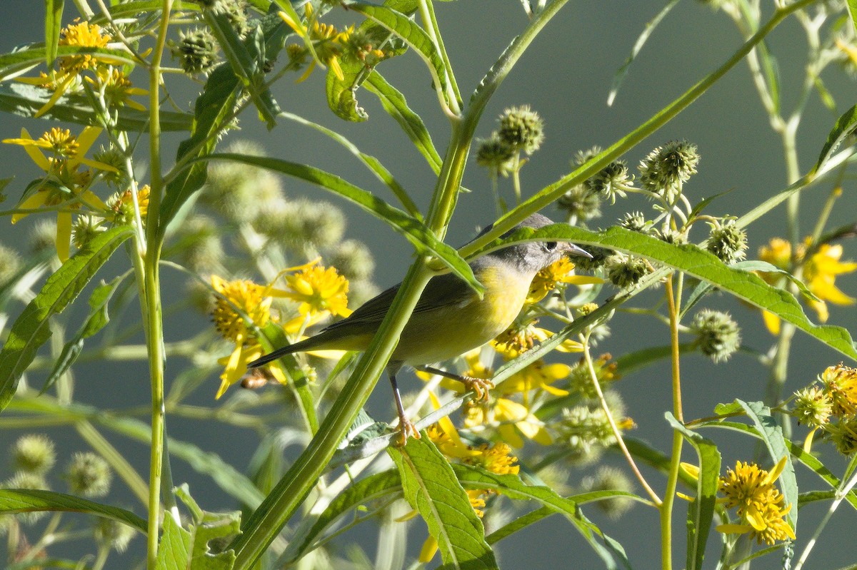 Nashville Warbler - ML641798970