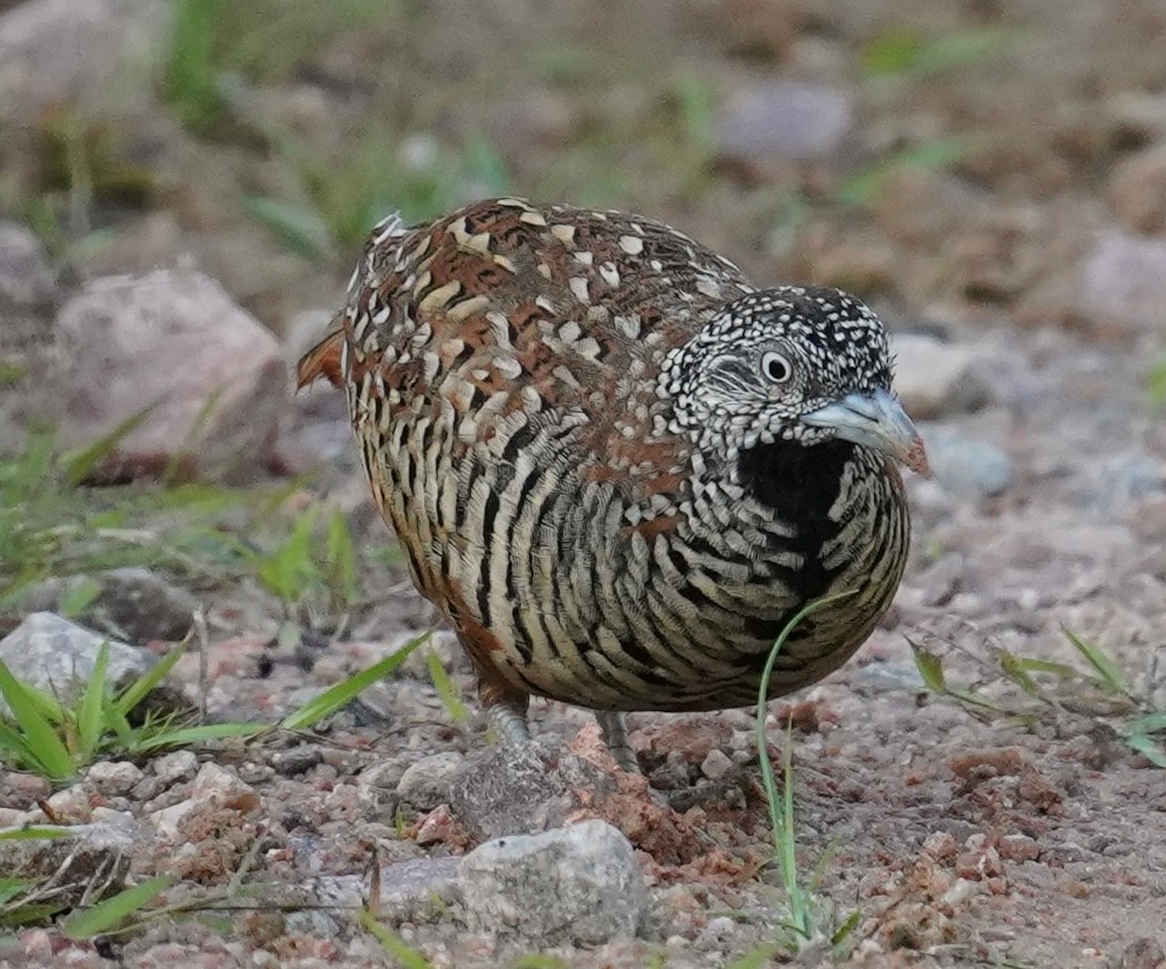 Barred Buttonquail - ML641798981
