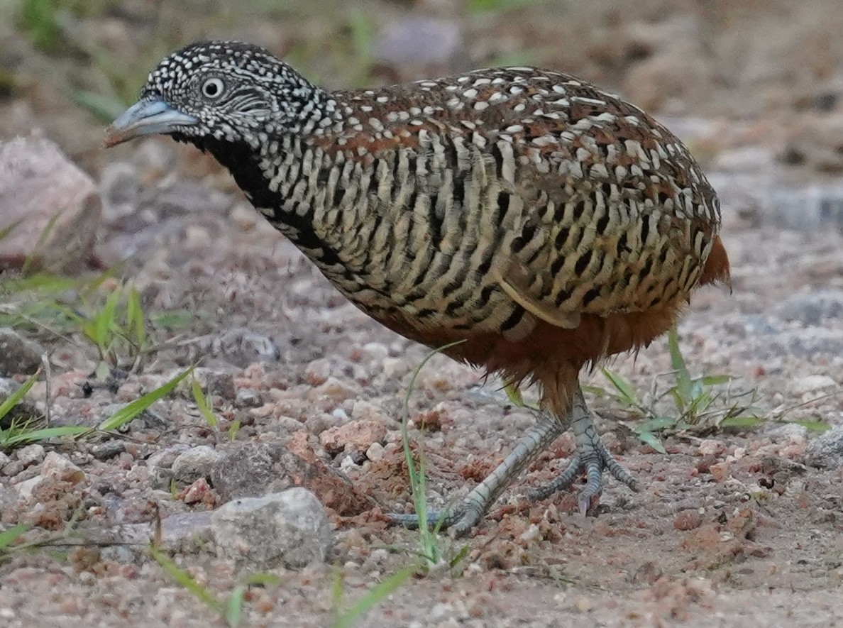 Barred Buttonquail - ML641798986