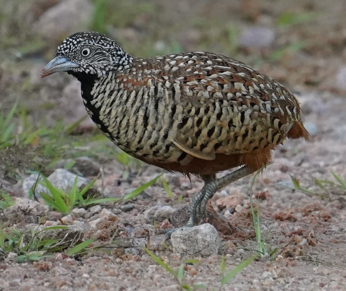 Barred Buttonquail - ML641798989