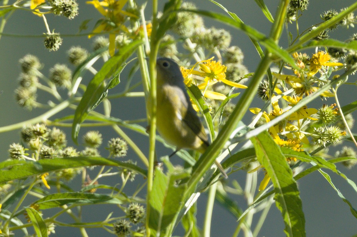Nashville Warbler - ML641798997