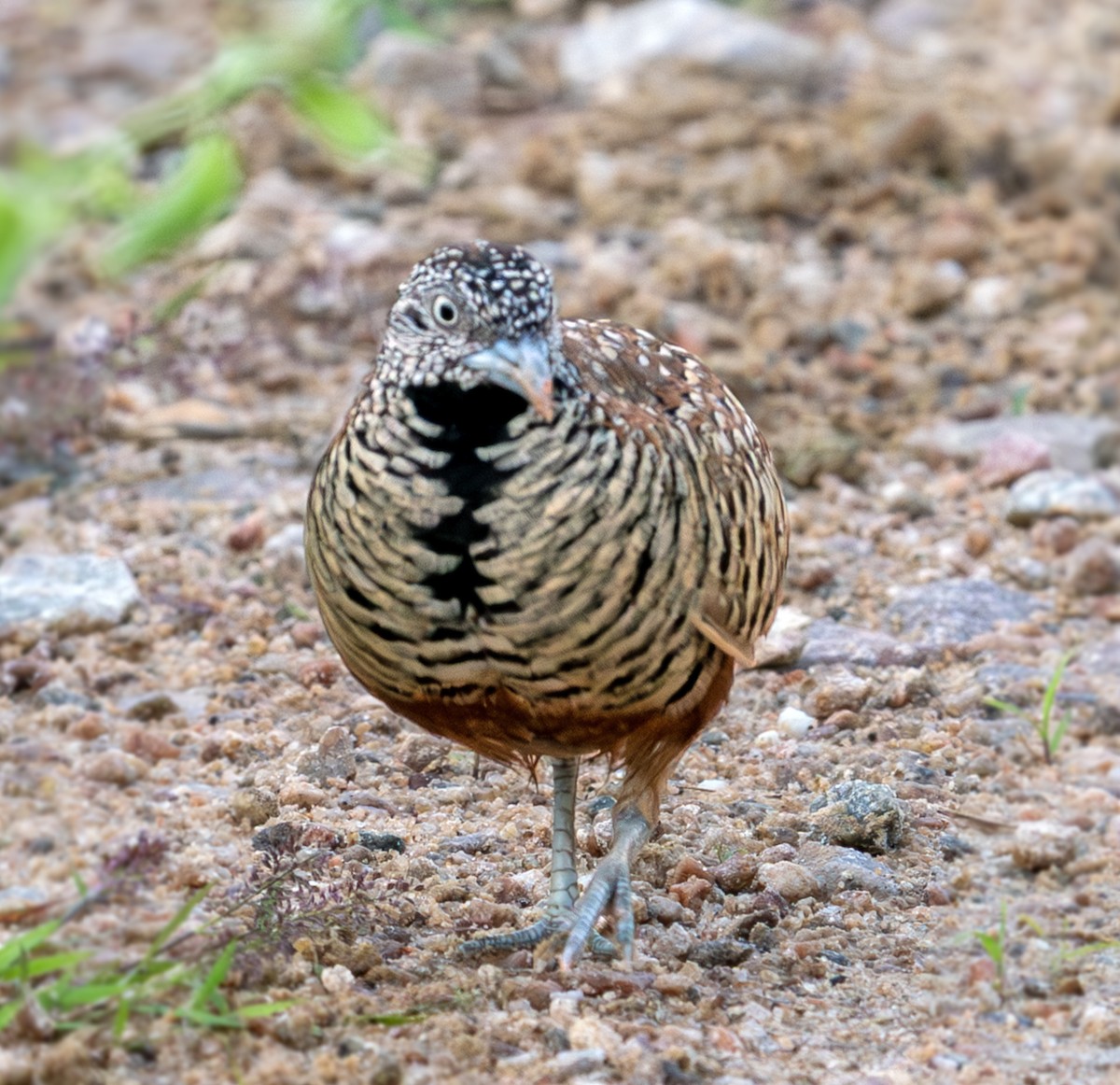 Barred Buttonquail - ML641799000