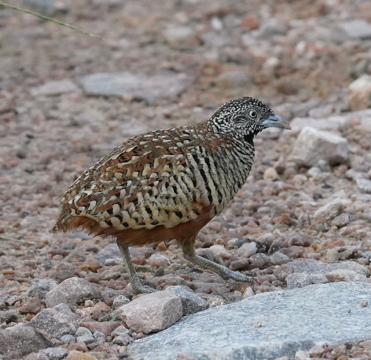 Barred Buttonquail - ML641799011