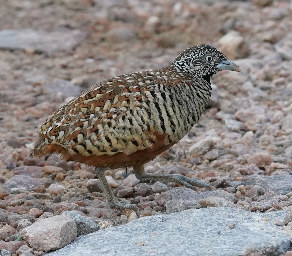 Barred Buttonquail - ML641799012