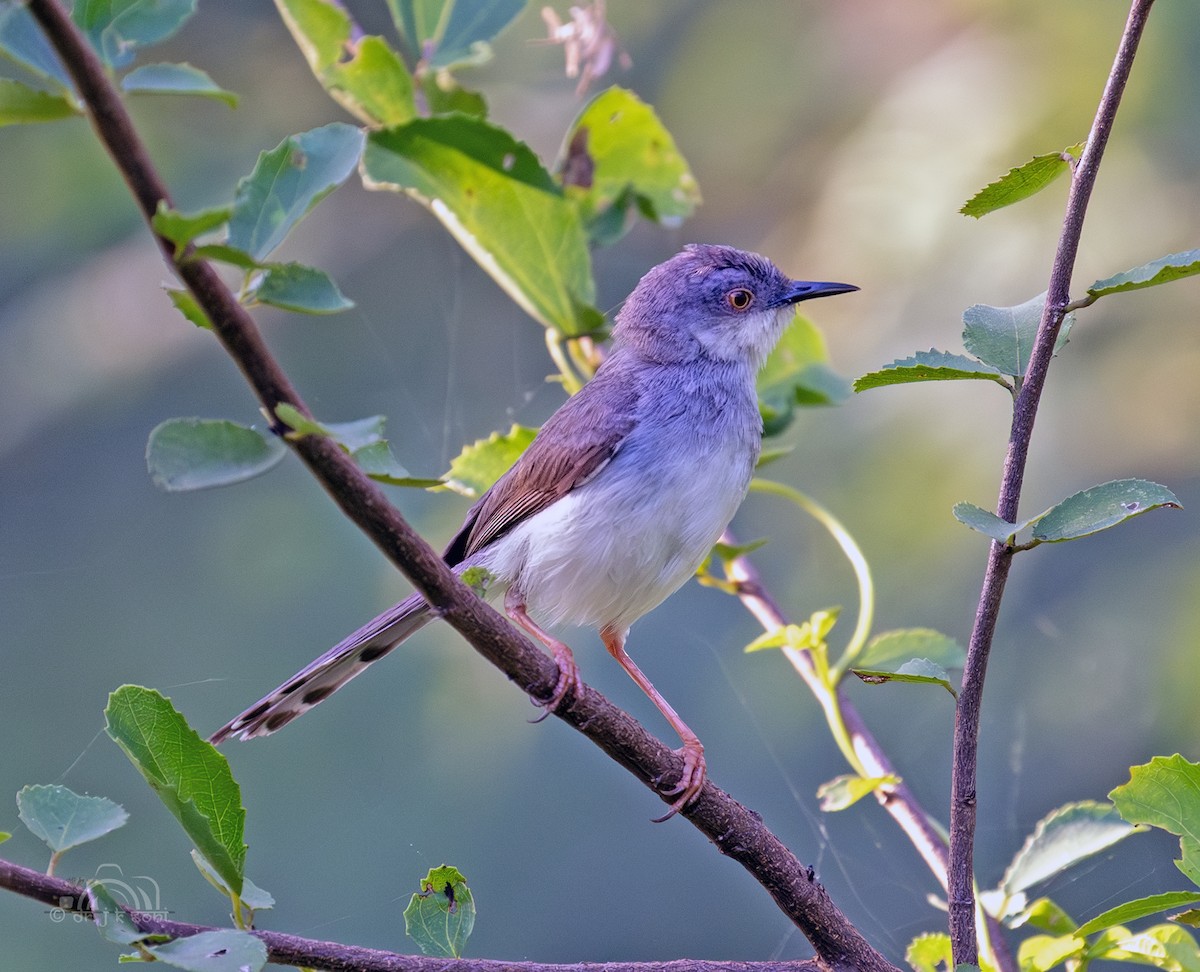 Gray-breasted Prinia - ML641799020