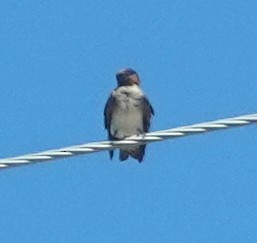 Cliff Swallow (pyrrhonota Group) - ML641799026