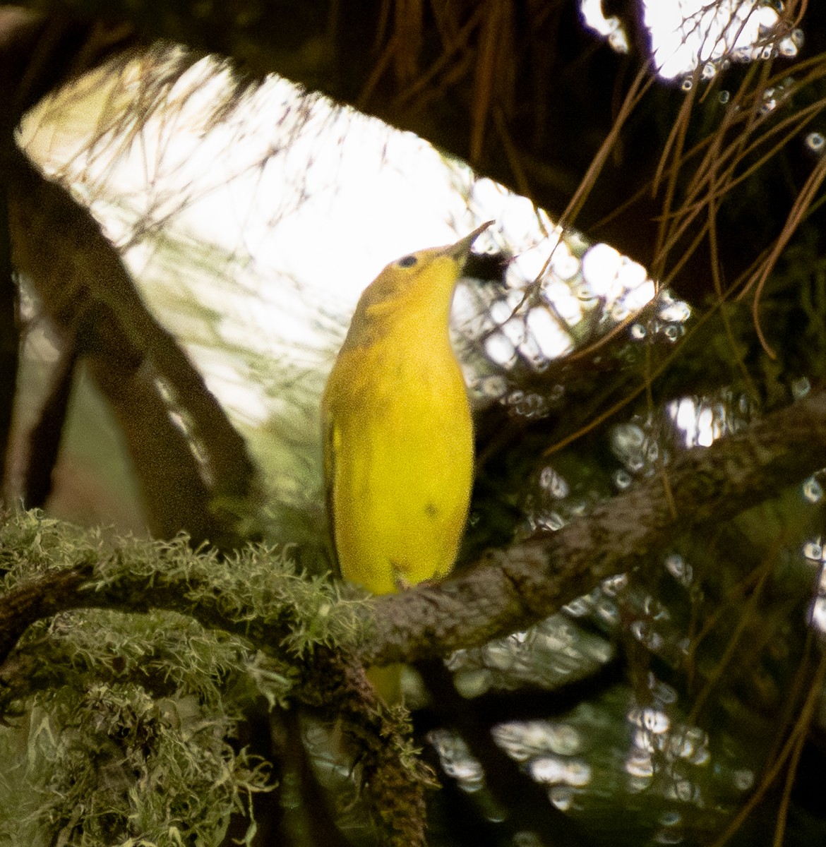 Paruline jaune - ML641799028