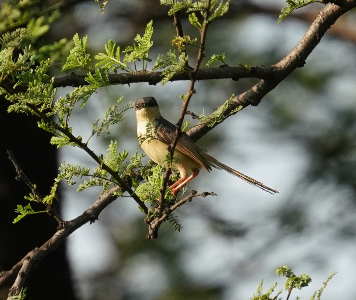 Ashy Prinia - ML641799034