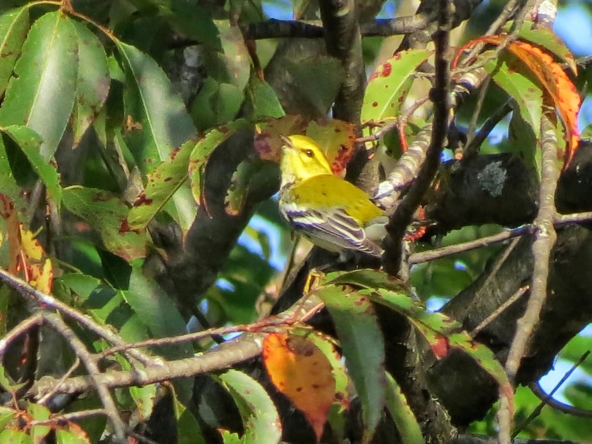Black-throated Green Warbler - ML641799037
