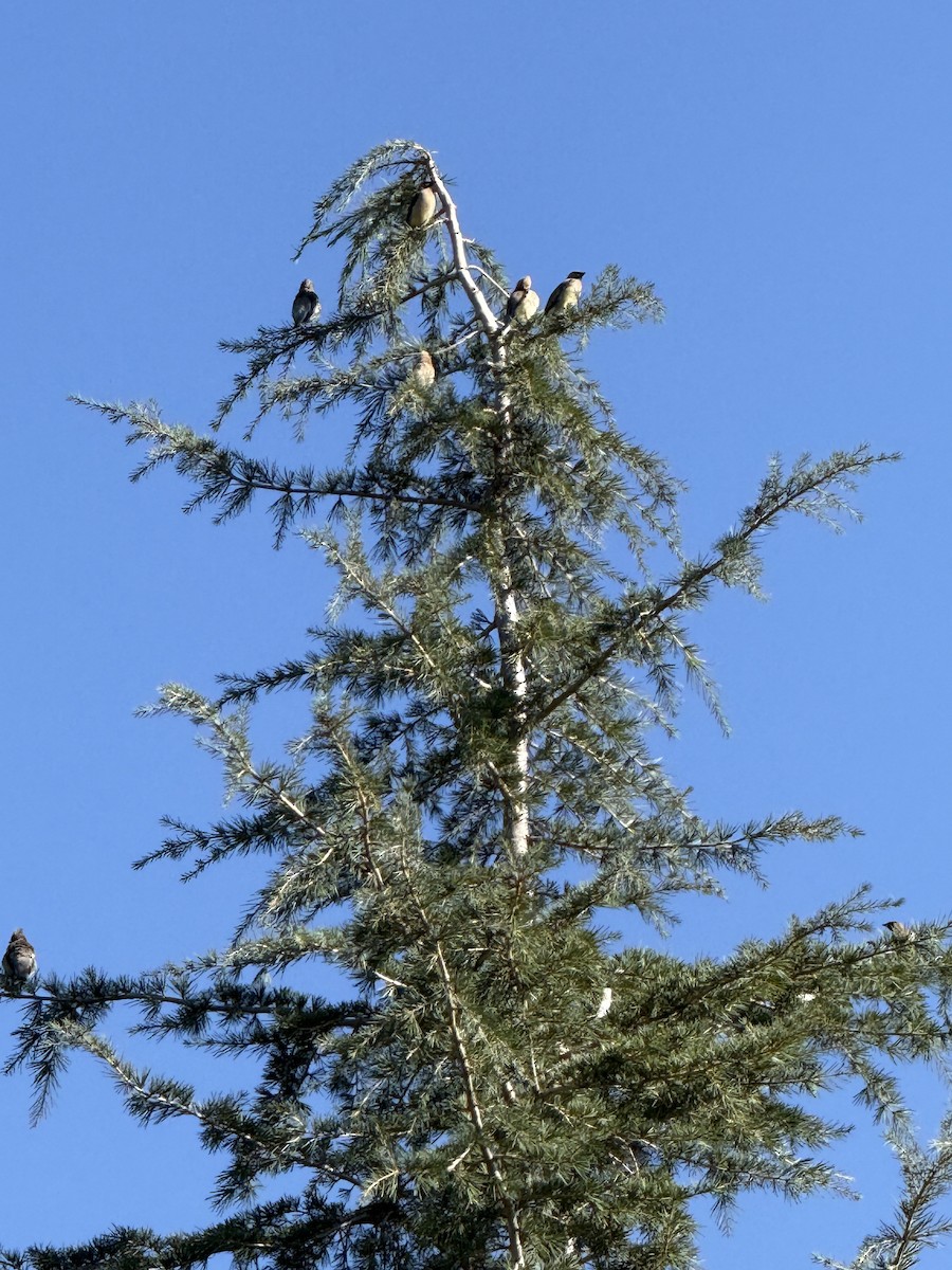 Cedar Waxwing - ML641799042