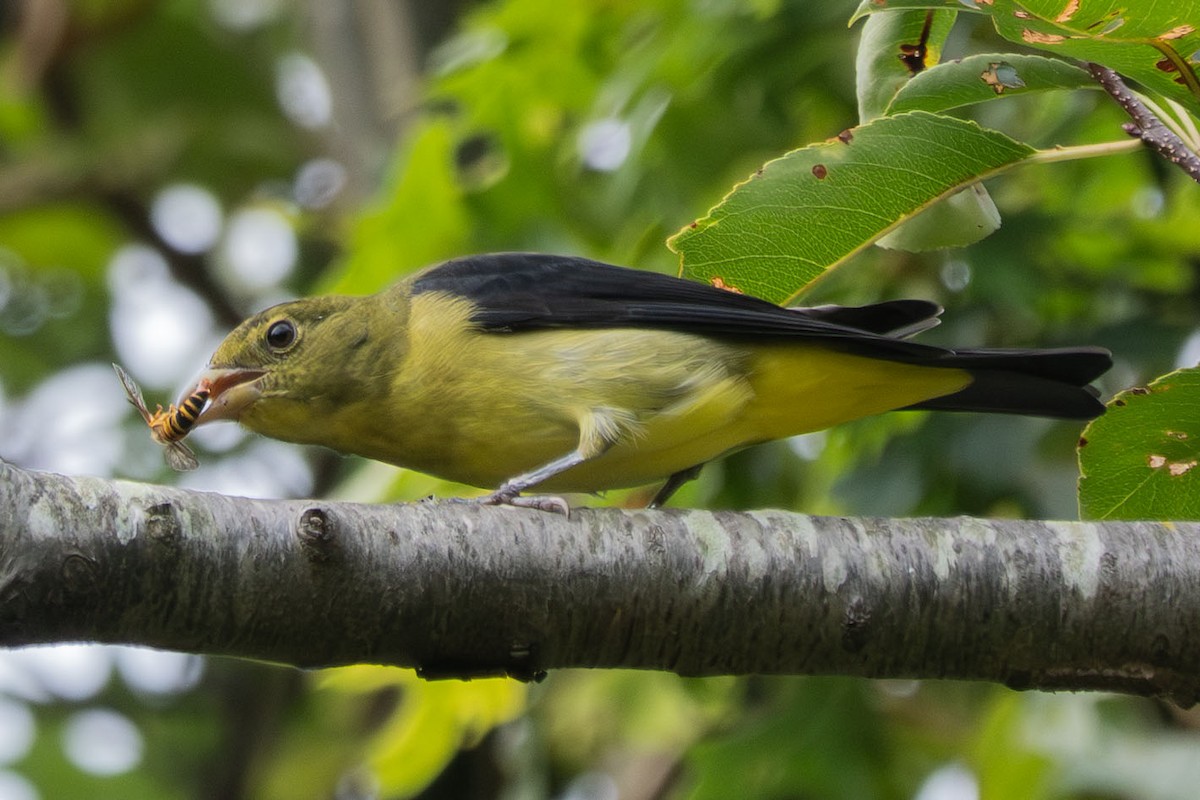 Scarlet Tanager - ML641799077