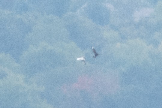 Parasitic Jaeger - ML641799131