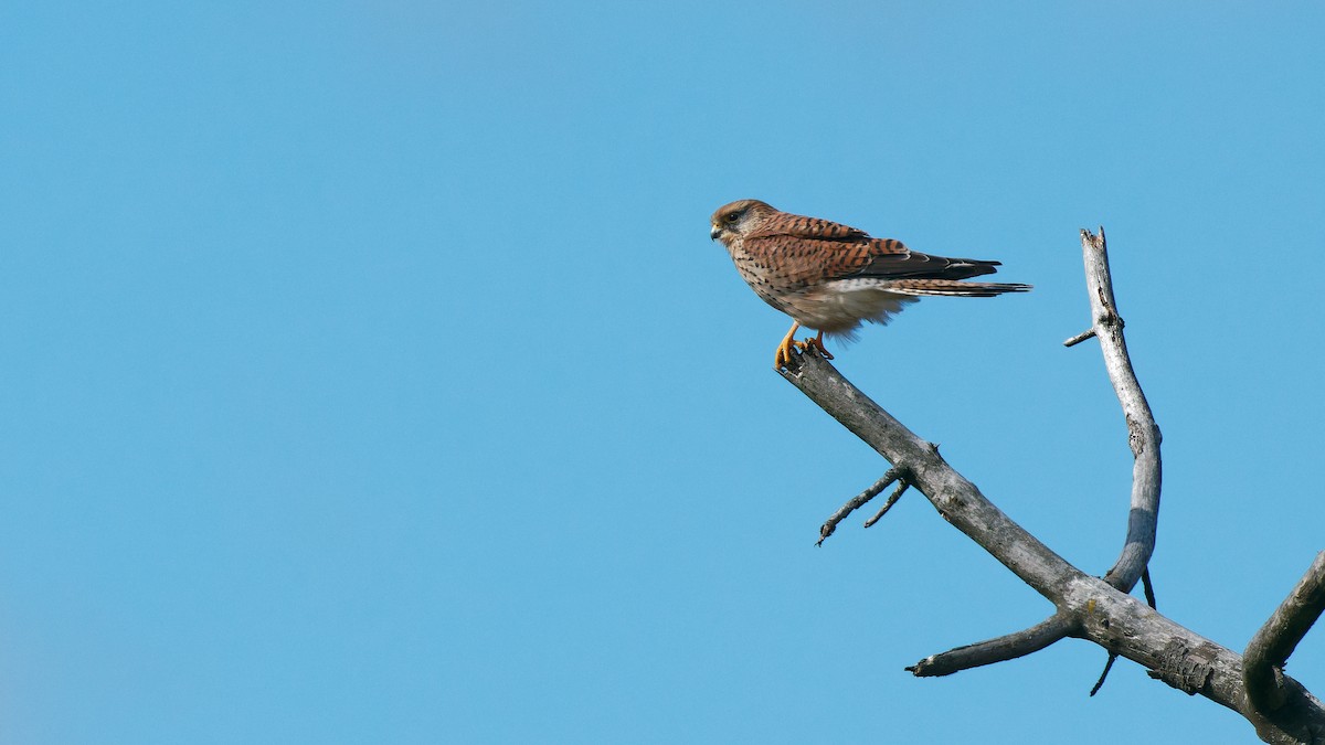 Eurasian Kestrel - ML641799136