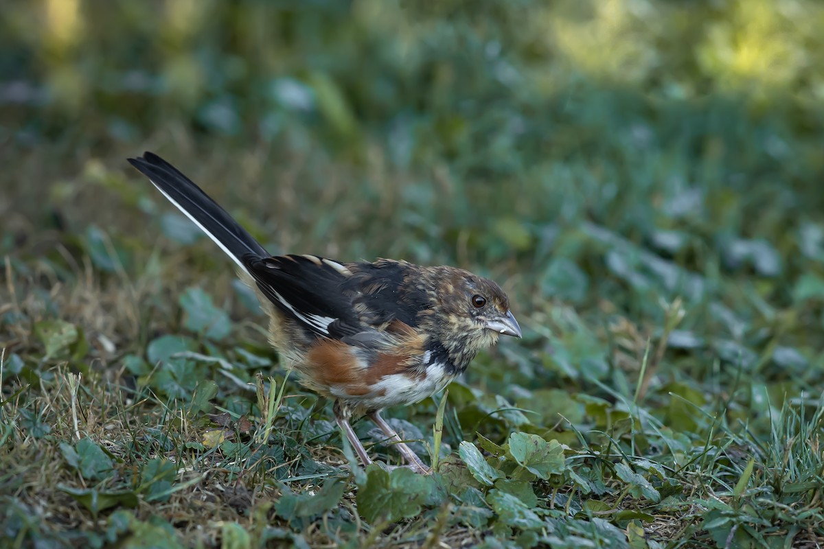 Eastern Towhee - ML641799158