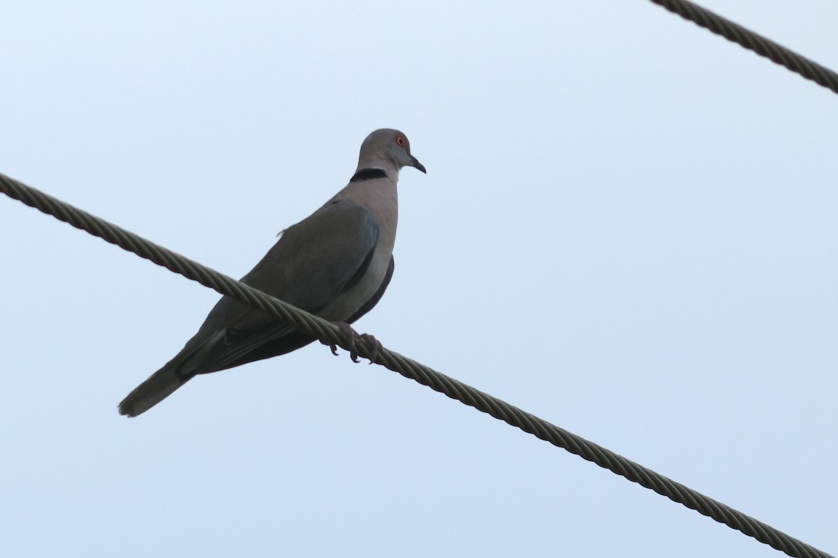 klagedue - ML641799160